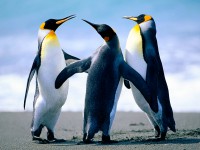 /album/guillle-adu/penguins-jpg/