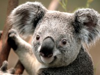 /album/guillle-adu/koala-jpg/