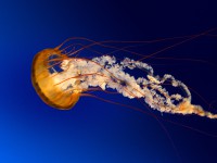 /album/guillle-adu/jellyfish-jpg/