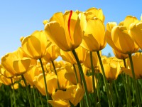 /album/guillle-adu/tulips-jpg/